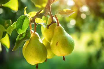 Fresh ripe pears on the pear tree in fruit farm. 
