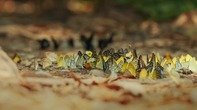 Group of colorful butterflies sucking food on the ground and flying in nature forest. Slow motion
