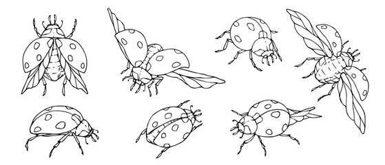 A set of sketches, coloring pages of ladybug winged insects.Vector graphics.