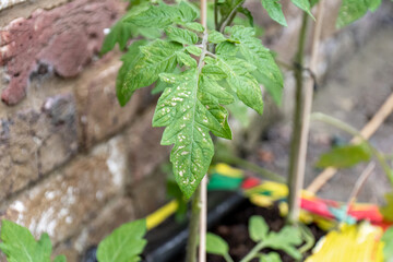 Yellow spots on a tomato leaf. Because of nutrient imbalance