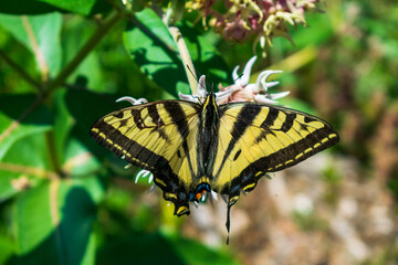 Swallowtail Butterfly sitting on flower, Washington