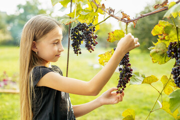 Child girl picking grape during wine harvest. Pick-Your-Own farm. Environmentally friendly crop