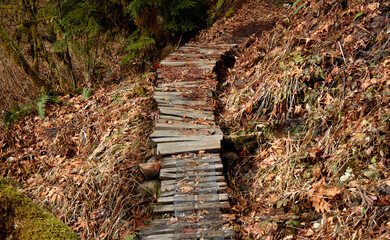 Forest Wooden Pathway