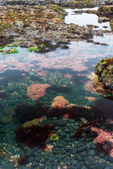 Tide pool at Yaquina Head beach, Oregon