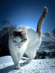 Gata Nieve
Fotografía tomada en el Maqui, Monte Patria, Coquimbo Chile.