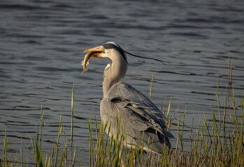 great blue heron