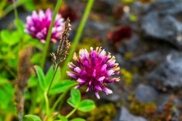 Red Clover grows along beach, Oregon, USA