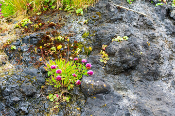 Red Clover grows along beach, Oregon, USA