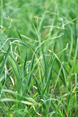 The garlic sprout growing in garden outdoors
