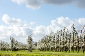 Fototapeta na wymiar blooming fruit trees under blue sky with clouds in spring in holland