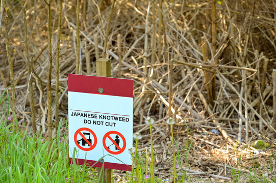 Warning sign on a site of Japanese Knotweed to prevent the dead shoots being cut. No people.