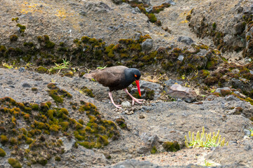 Oystercatcher on rocks with nest, Boiler Bay, Oregon