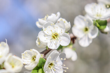 Fototapeta na wymiar White flowers bloom on the trees. Spring landscape with cherry blossoms. Beautiful blooming garden on a sunny day. Copy space for text.