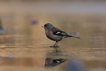  Finch on ice