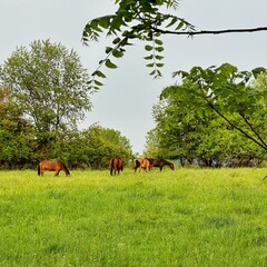 Brown Horses Feasting on Grass After Fresh Rains © Matt Fowler KC