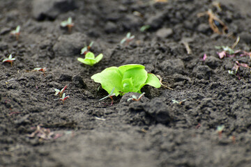 Young Leaf salad sprout growing in garden outdoors