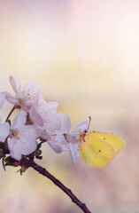 Motyl Latolistek Cytrynek na kwiatach wiśni z miejscem do wklejenia - obrazy, fototapety, plakaty