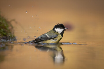 Coal tit