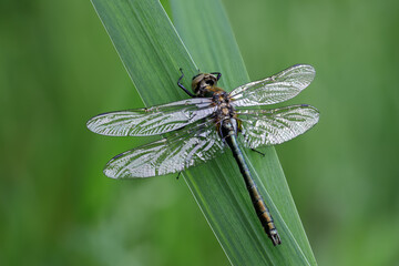 Gemeine Smaragdlibelle (Cordulia aenea)