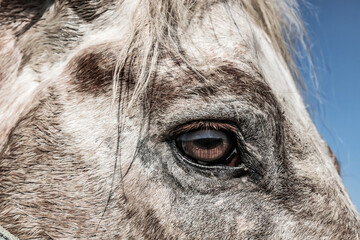 Horse eye with beautiful eyelashes close-up