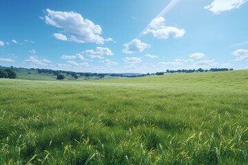 Fototapeta premium A flat green meadow in summer