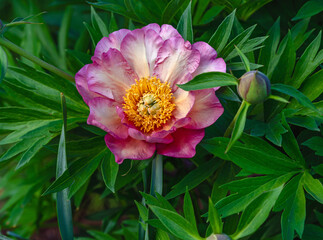 A beautiful Peony bloom in a garden, surrounded by leaves, and viewed up close with flower details.