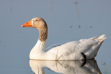goose in the water