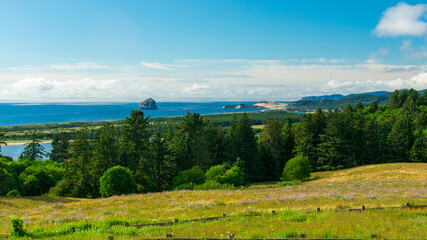 Fototapeta na wymiar Meadow of wildflowers along Oregon Coast, USA