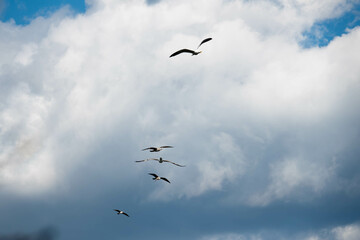 paraglider in the sky