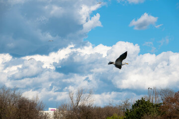 Clouds and gull