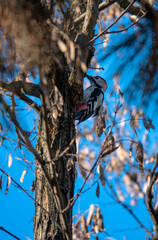 woodpecker on tree