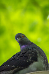 close up of a pigeon