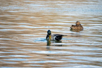 ducks in the lake