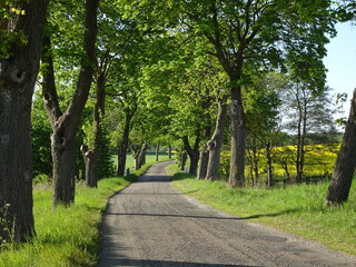 Fototapeta na wymiar Malownicza droga przez pola i zieleń w okolicach Skoczowa