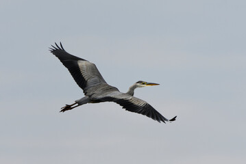 Grey heron (Ardea cinerea) flying in the sky in autumn.
