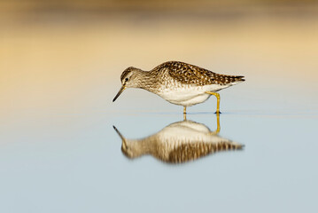 Wood sandpiper (Tringa glareola) with reflection feeding in the wetlands in spring.