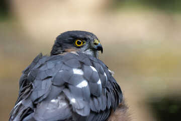 Close-up sparrowhawk