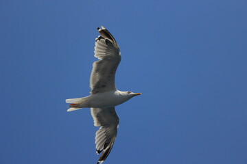 seagull in flight
