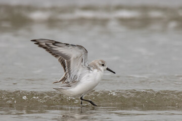 three-toed sandpiper