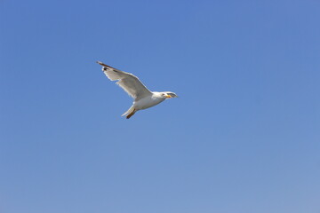 seagull in flight