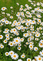 Bl&uuml;hende Margeriten, Leucanthemum, im Fr&uuml;hling