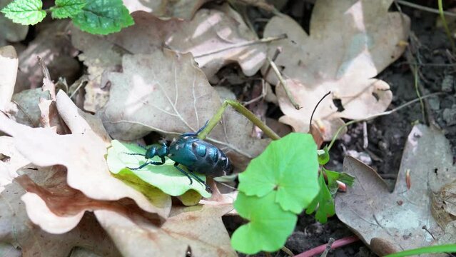 Blue Meloe Violaceus in the forest running away from the attacking midge. Violet oil beetle identified as priorities for conservation action through the UK Biodiversity Action Plan. Nature in 4k 25FPS