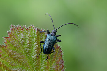 Blaubock - Gaurotes virginea