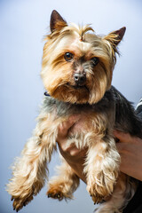 Young Exhibition Yorkshire Terrier in studio interior