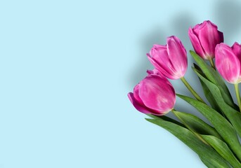 Fresh beautiful tulip flowers bouquet