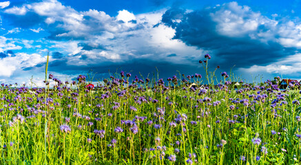 Kornblumen im Mai - Frühlingsblumen