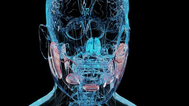 human salivary glands anatomy, human digestive mouth, sublingual , submandibular and parotid gland, Produce of saliva through a system of ducts, under and behind the jaw, 3d render