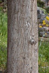Tree trunk in a forest