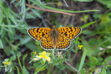 Benekli Büyük İparhan » Melitaea phoebe » Knapweed Fritillary