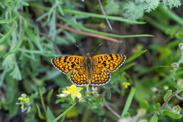 Benekli Büyük İparhan » Melitaea phoebe » Knapweed Fritillary